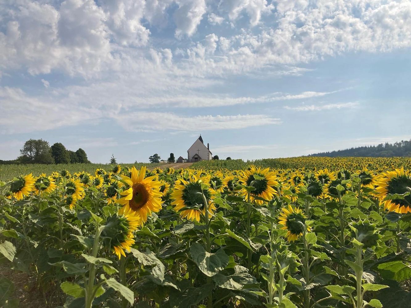 Fisk's Farm PYO Sunflowers, Flowers, Agronomy, Equine
